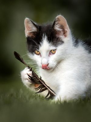 16066_Fotograf_Jens  Jakobsson_Cat with feather_